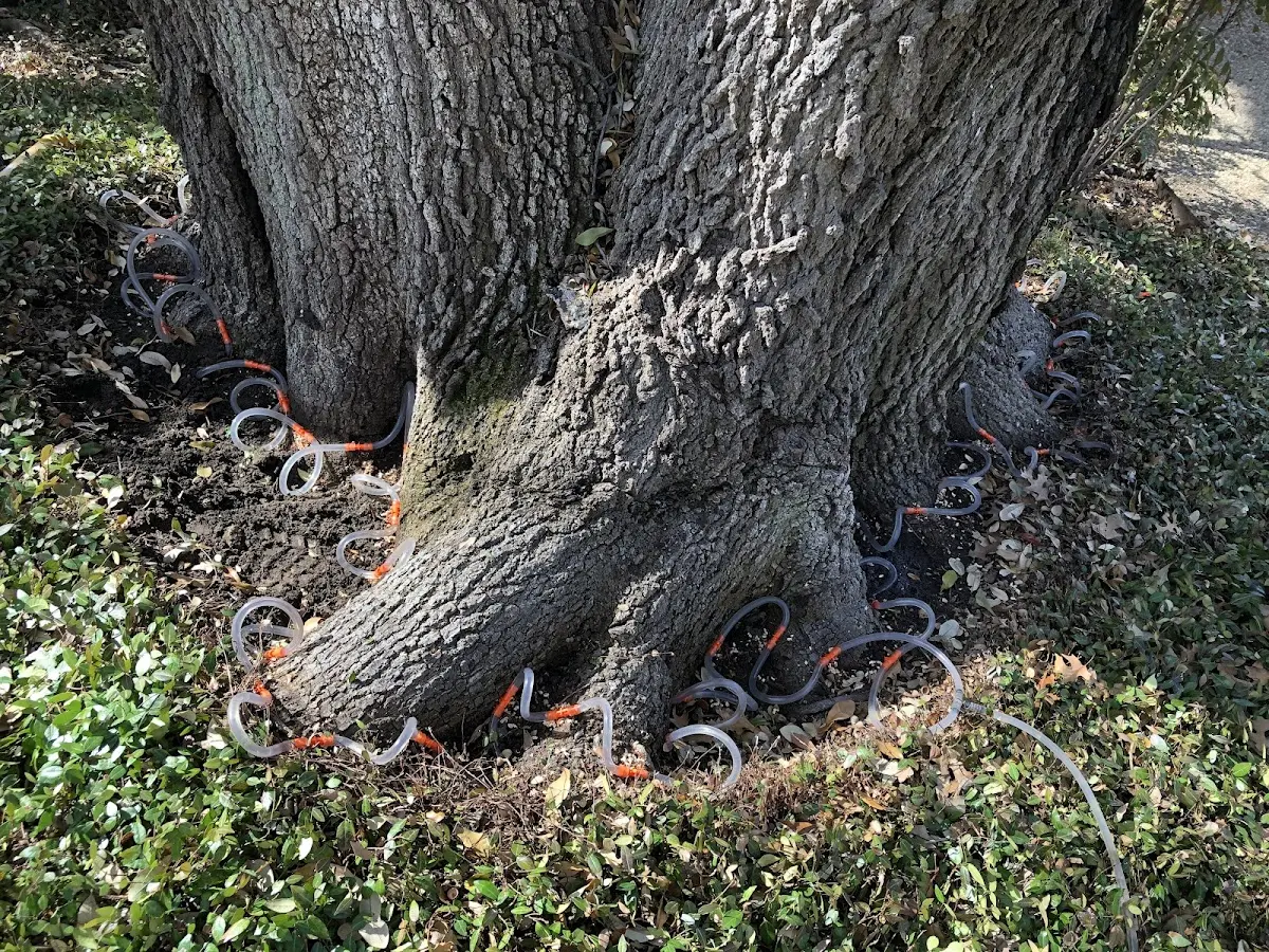Detailed Tree Cabling and Bracing job site in Mize