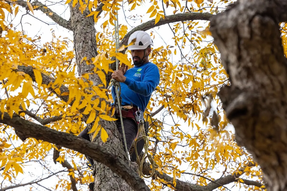 Skilled Tree Planing crew working in Mize